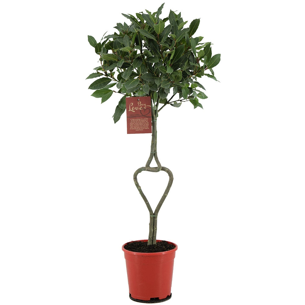 Dafin Comestibil - Tip Copac Ornamental cu Tulpina in forma de Inima
