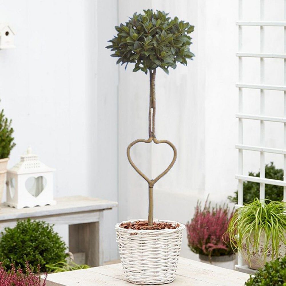 Dafin Comestibil - Tip Copac Ornamental cu Tulpina in forma de Inima