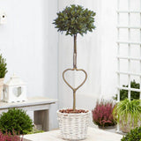 Dafin Comestibil - Tip Copac Ornamental cu Tulpina in forma de Inima