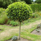 Dafin Comestibil - Tip Copac Ornamental cu Tulpina in forma de Inima