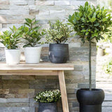 Dafin Comestibil - Tip Copac Ornamental cu Tulpina in forma de Inima
