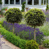 Dafin Comestibil - Tip Copac Ornamental cu Tulpina in forma de Inima