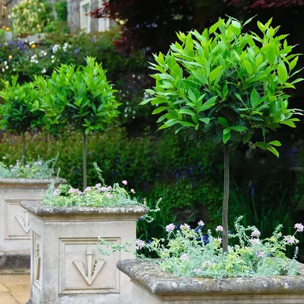 Dafin Comestibil - Tip Copac Ornamental cu Tulpina in forma de Inima