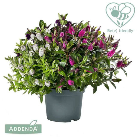 Hebe Addenda (Mix In Ghiveci)