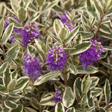 Hebe Andersonii Variegata