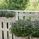 Hebe Donna Blue, arbust vesnic verde, flori albastre-mov, magnet pentru fluturii si albinele