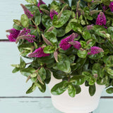 Hebe Donna Pink, arbust vesnic verde, flori roz, magnet pentru fluturii si albinele