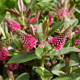 Hebe Donna Pink, arbust vesnic verde, flori roz, magnet pentru fluturii si albinele