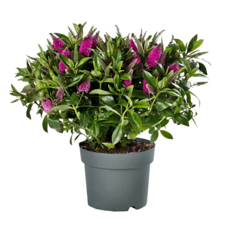 Hebe Donna Pink, arbust vesnic verde, flori roz, magnet pentru fluturii si albinele