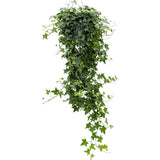 Iedera Helix Wonder, 140 cm, planta decorativa de apartament, curgatoare, purificatoare aer, usor de ingrijit