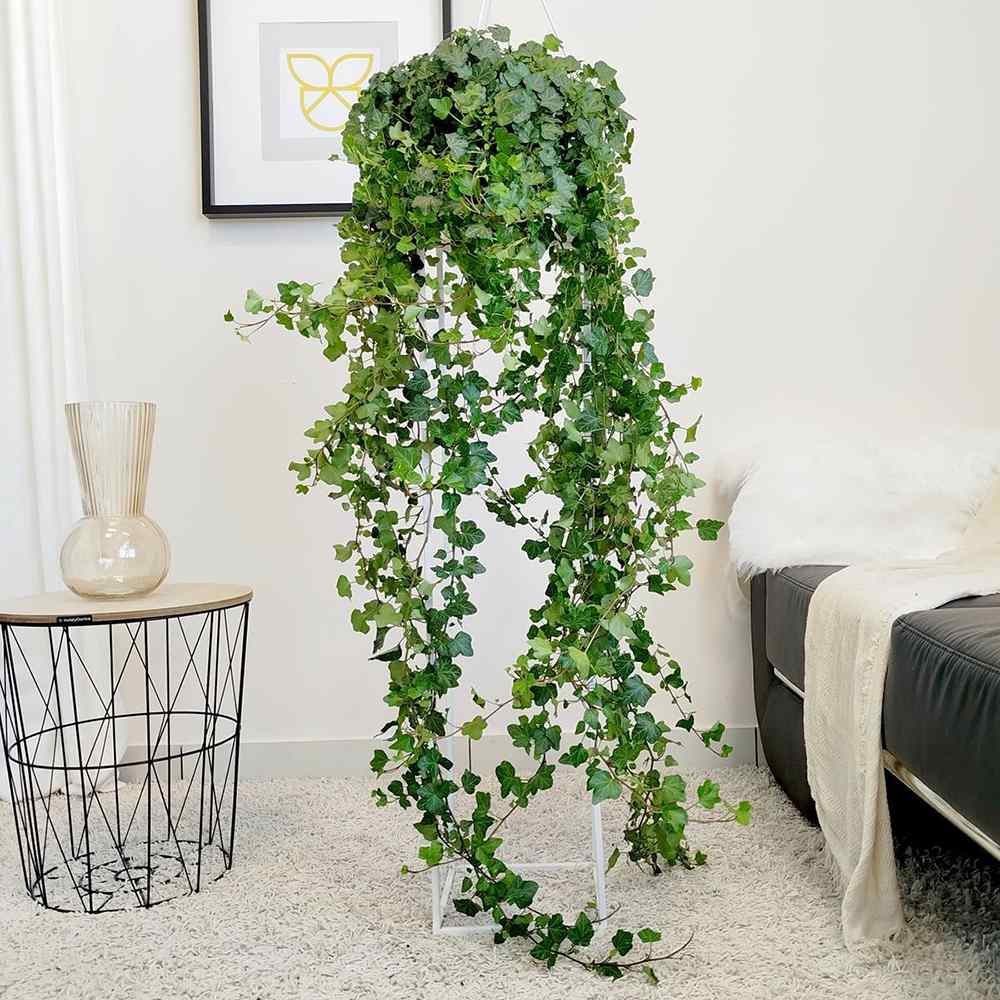 Iedera Helix Wonder, 140 cm, planta decorativa de apartament, curgatoare, purificatoare aer, usor de ingrijit