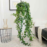 Iedera Helix Wonder, 140 cm, planta decorativa de apartament, curgatoare, purificatoare aer, usor de ingrijit