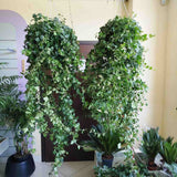 Iedera Helix Wonder, 140 cm, planta decorativa de apartament, curgatoare, purificatoare aer, usor de ingrijit