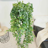 Iedera Helix Wonder, 140 cm, planta decorativa de apartament, curgatoare, purificatoare aer, usor de ingrijit