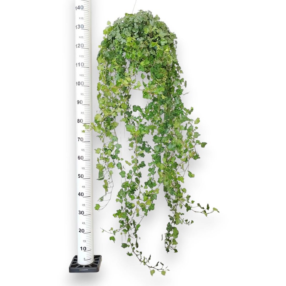 Iedera Helix Wonder, 140 cm, planta decorativa de apartament, curgatoare, purificatoare aer, usor de ingrijit