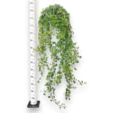 Iedera Helix Wonder, 140 cm, planta decorativa de apartament, curgatoare, purificatoare aer, usor de ingrijit