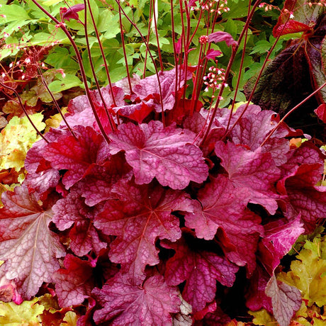 Clopotel purpuriu roz-inchis (Heuchera) Berry Smoothie, acoperitor de sol