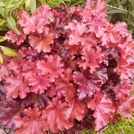 Clopotel purpuriu visiniu (Heuchera) Boysenberry, acoperitor de sol