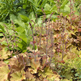 Clopotel purpuriu auriu-caramel (Heuchera) Caramel, acoperitor de sol