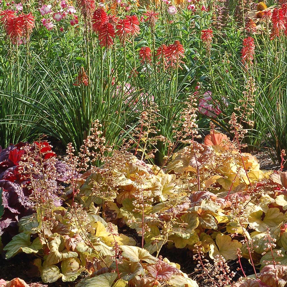 Clopotel purpuriu galben-roz (Heuchera) Champagne, acoperitor de sol