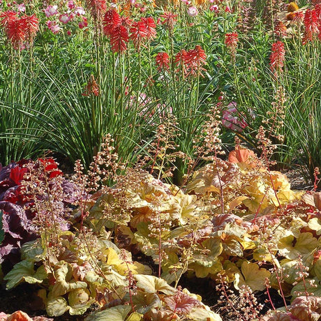 Clopotel purpuriu galben-roz (Heuchera) Champagne, acoperitor de sol