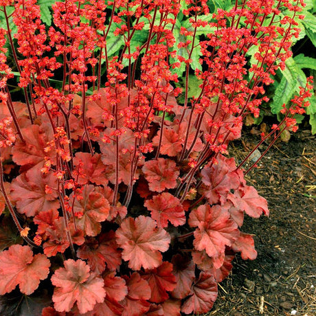 Clopotel purpuriu rosu-inchis (Heuchera) Cherry Cola, acoperitor de sol