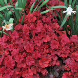 Clopotel purpuriu rosu-inchis (Heuchera) Cherry Cola, acoperitor de sol