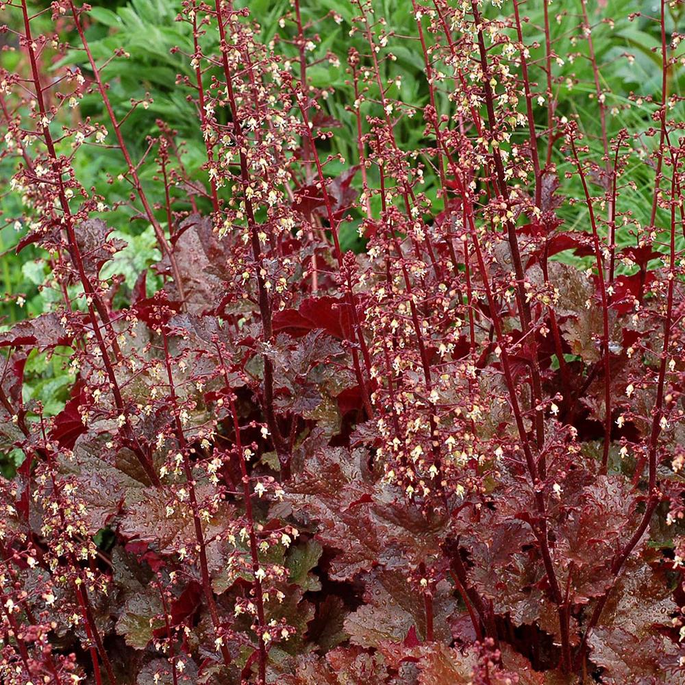 Clopotel purpuriu maro-ciocolatiu (Heuchera) Chocolate Ruffles, acoperitor de sol