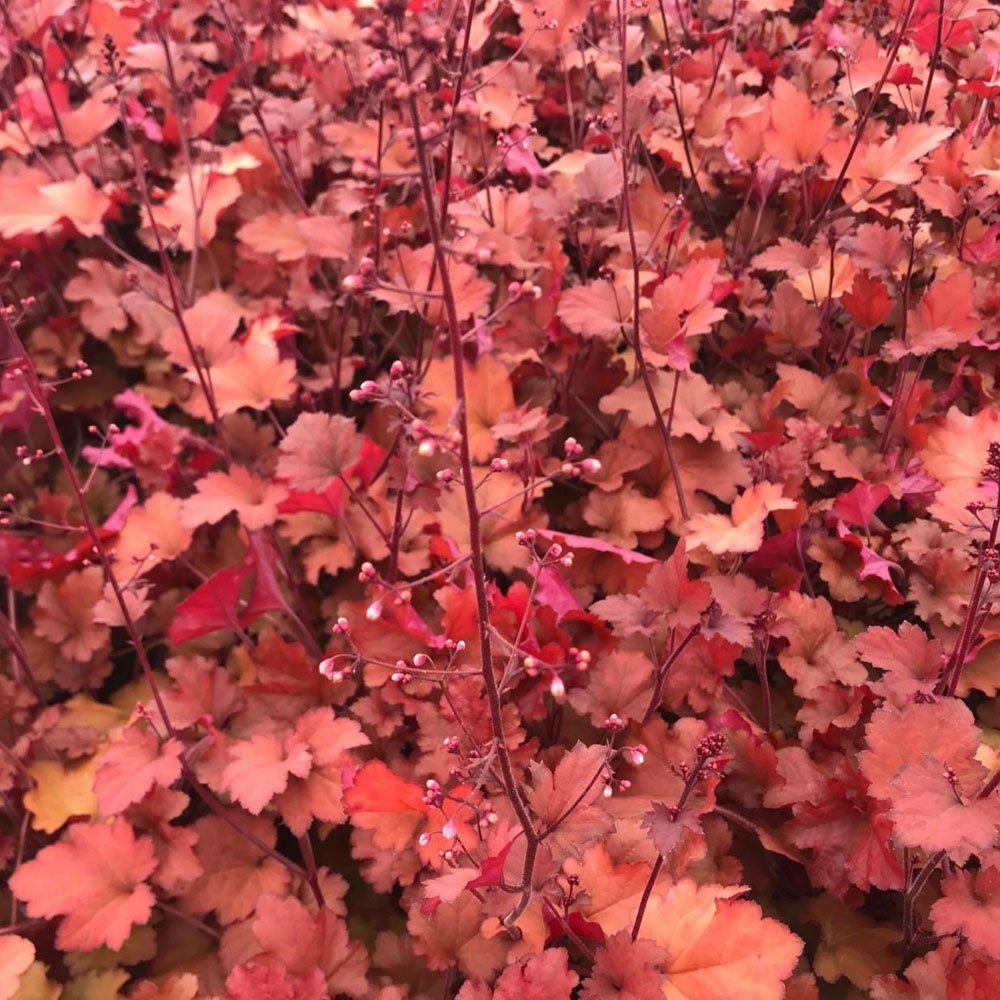 Clopotel purpuriu rosu (Heuchera) Cranberry, acoperitor de sol