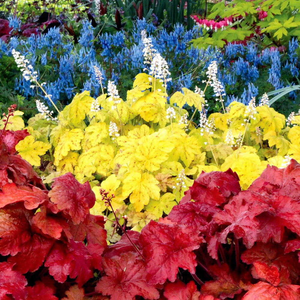 Clopotel purpuriu rosu (Heuchera) Fire Alarm, acoperitor de sol