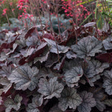 Clopotel purpuriu violet (Heuchera) Frosted Violet Dream, acoperitor de sol