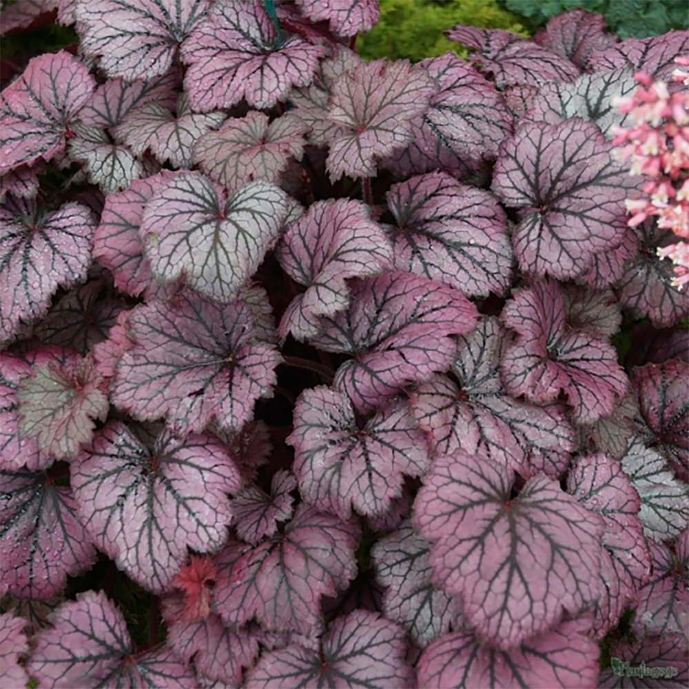 Clopotel purpuriu (Heuchera) Frosty Night, acoperitor de sol
