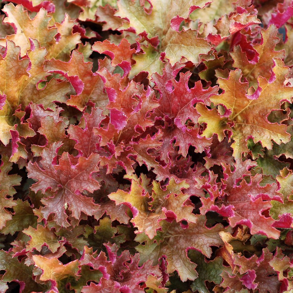Clopotel purpuriu galben-portocaliu (Heuchera) Ginger Peach, acoperitor de sol