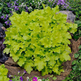 Clopotel purpuriu verde-lime (Heuchera) Lime Marmalade, acoperitor de sol