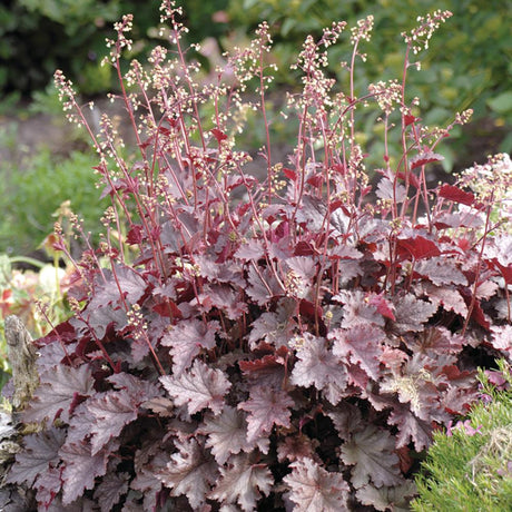 Clopotel purpuriu violet-rosiatic (Heuchera) Melting Fire, acoperitor de sol