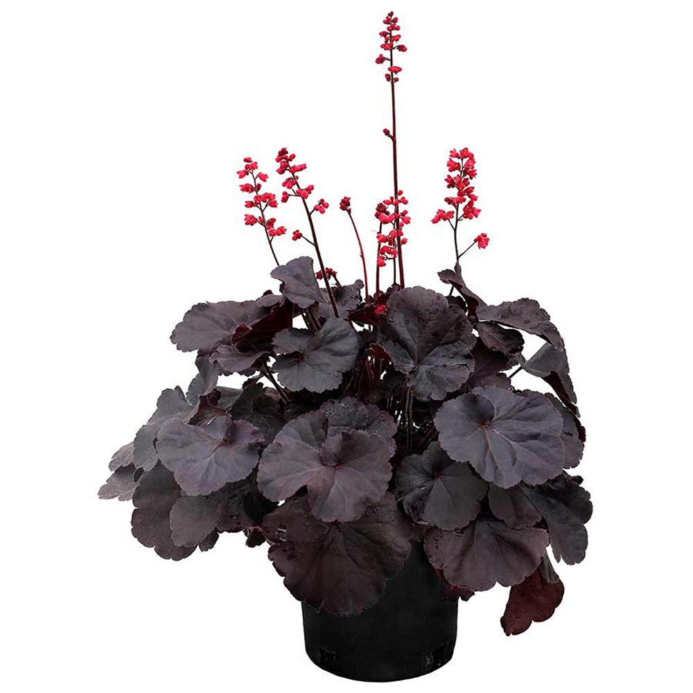 Clopotel purpuriu negru (Heuchera) Black Forest Cake, acoperitor de sol