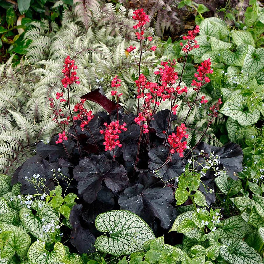 Clopotel purpuriu negru (Heuchera) Black Forest Cake, acoperitor de sol