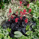 Clopotel purpuriu negru (Heuchera) Black Forest Cake, acoperitor de sol