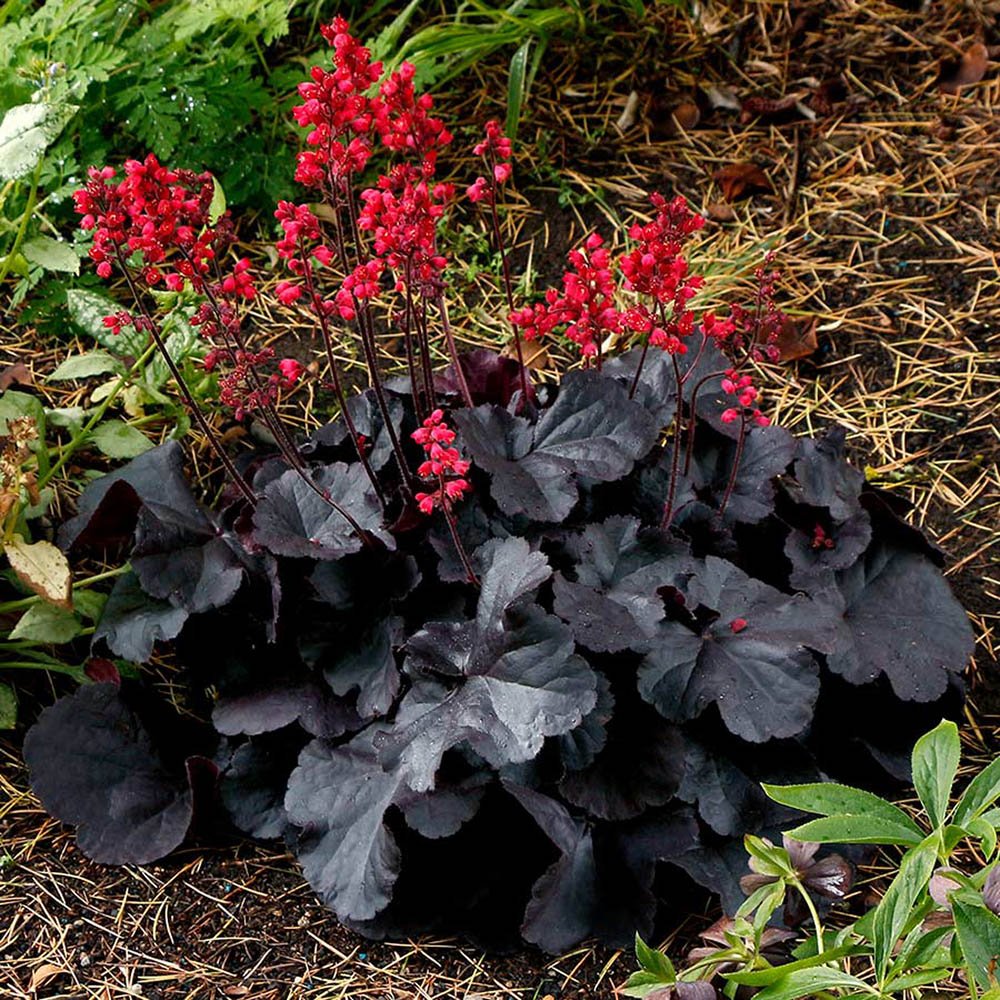 Clopotel purpuriu negru (Heuchera) Black Forest Cake, acoperitor de sol
