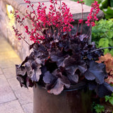 Clopotel purpuriu negru (Heuchera) Black Forest Cake, acoperitor de sol