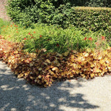 Clopotel purpuriu galben-lamai (Heuchera) Orange Marmalade, acoperitor de sol