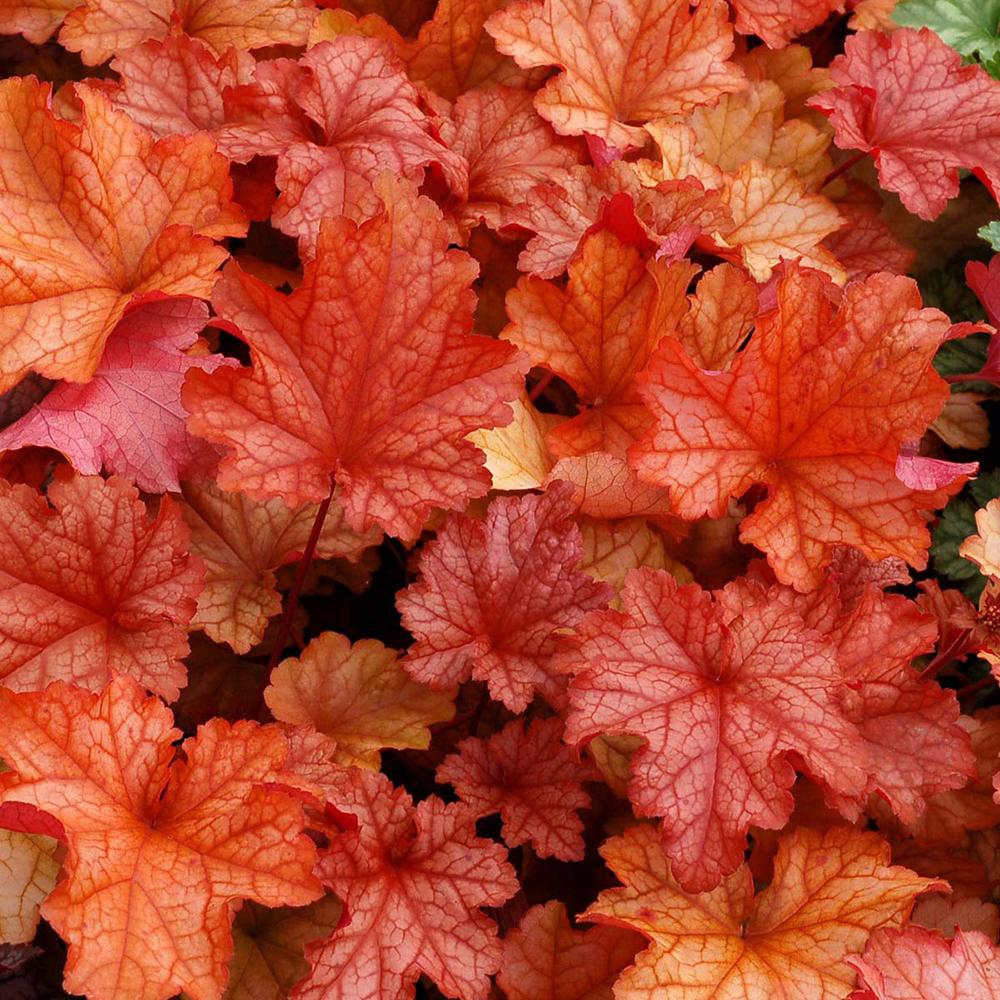 Clopotel purpuriu rosu-portocaliu (Heuchera) Paprika, acoperitor de sol