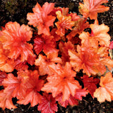 Clopotel purpuriu rosu-portocaliu (Heuchera) Paprika, acoperitor de sol