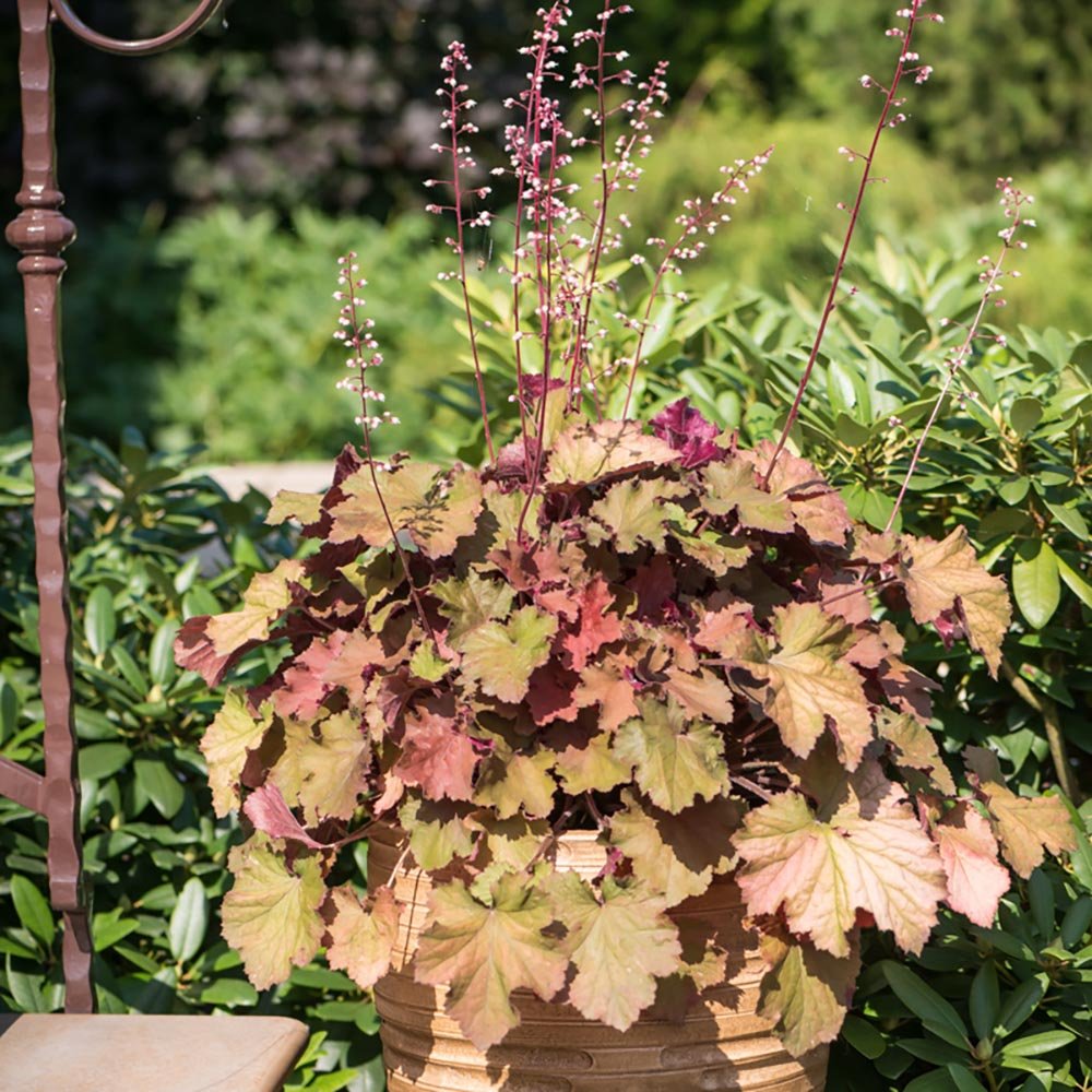 Clopotel purpuriu somon-visiniu (Heuchera) Rex Dark Amber, acoperitor de sol