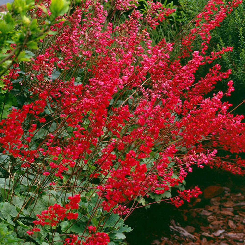 Clopotelul purpuriu (Heuchera) Leuchtkäfer, acoperitor de sol