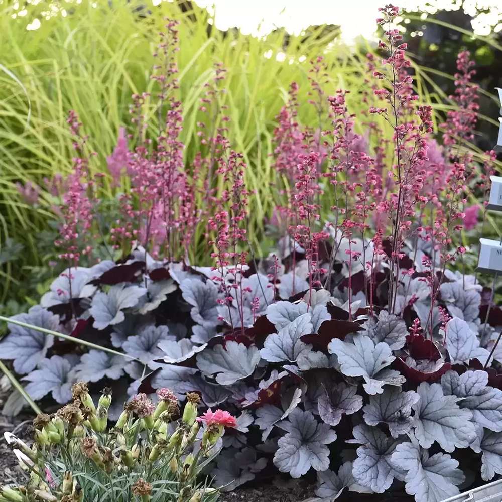 Clopotel purpuriu argintiu- roscat (Heuchera) Silver Gumdrop, acoperitor de sol