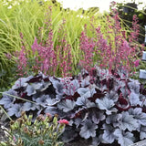 Clopotel purpuriu argintiu- roscat (Heuchera) Silver Gumdrop, acoperitor de sol