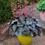 Clopotel purpuriu argintiu- roscat (Heuchera) Silver Gumdrop, acoperitor de sol