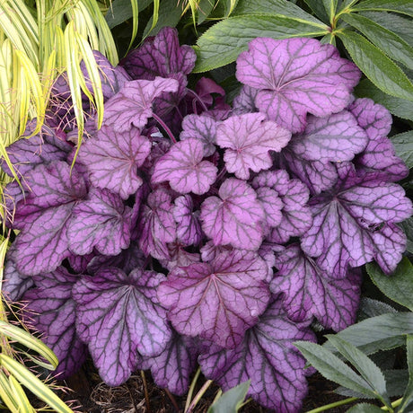 Clopotel purpuriu roz-violet (Heuchera) Wild Rose, acoperitor de sol