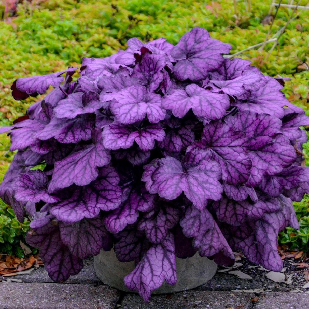 Clopotel purpuriu roz-violet (Heuchera) Wild Rose, acoperitor de sol
